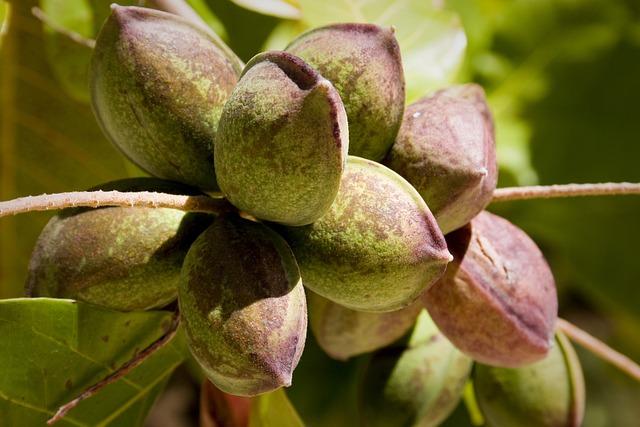 Rhus Toxicodendron 9 CH: Alivio Homeopático para el Dolor