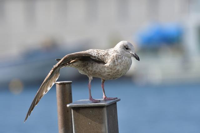 Uso seguro de Clexane en tratamientos de trombosis y otros trastornos sanguíneos