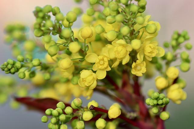 Berberis Aristata: Salud Natural, Precauciones a Tomar 2 Beneficios para la salud de Berberis Aristata