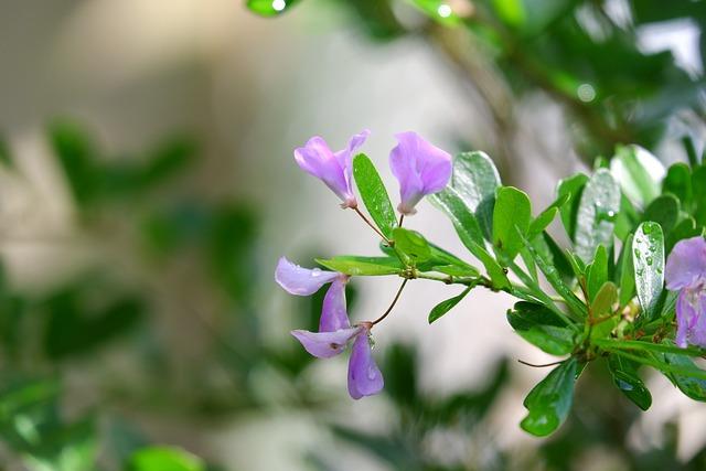 Desmodium: Soporte Hepático ¿Libre de Efectos Secundarios? 2 ¿Cómo tomar Desmodium de forma segura y efectiva?