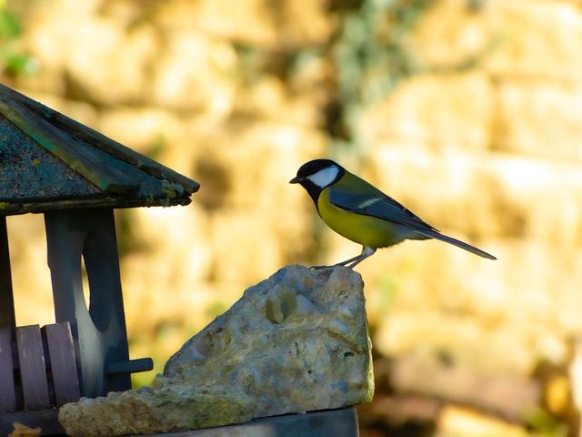 Mitos comunes sobre la vitamina K como anticoagulante