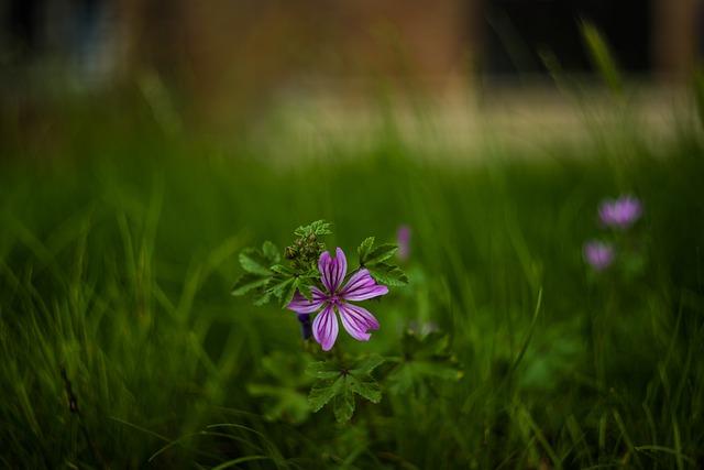 Propiedades medicinales de los hongos Reishi, Shiitake y Maitake
