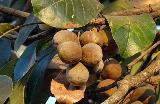 Triphala: el superalimento que revolucionará tu digestión 2 Triphala: el superalimento que revolucionará tu digestión