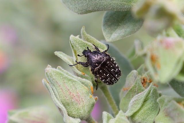 Beneficios de Keton Activ para acelerar el metabolismo