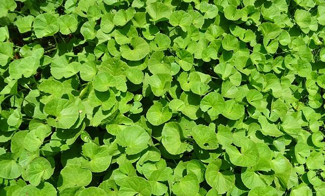 Cómo identificar la calidad y autenticidad del Brahmi