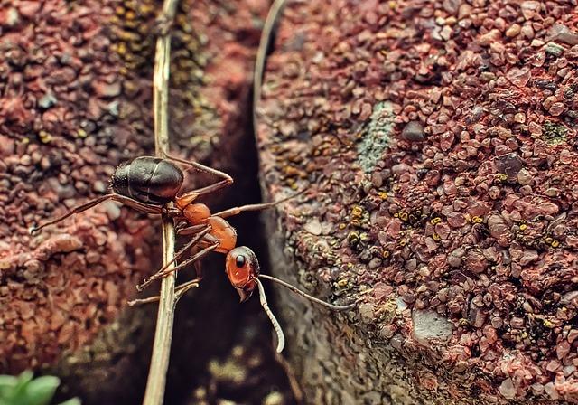 Cómo identificar posibles reacciones adversas y cuándo buscar ayuda médica