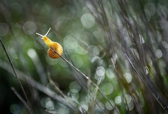 Alternativas naturales al Emoliente Palpebral para el cuidado de los ojos