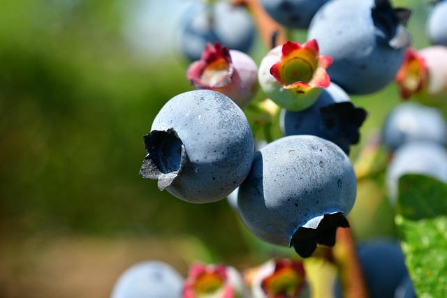 Incorporar Antioxidantes en la Alimentación para Mejorar⁤ la Circulación