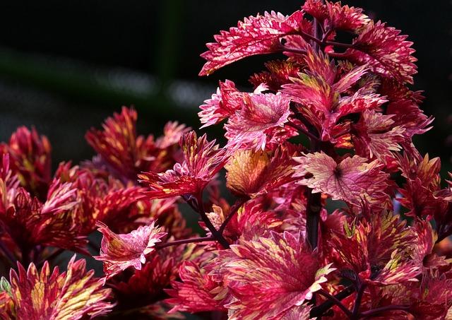 Beneficios de Coleus Forskohlii para la Pérdida de Peso
