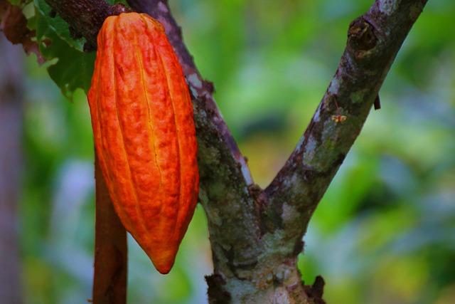 Manteca de ⁤Cacao: Cuidado de la Piel ⁢y Momentos‌ para Evitarla