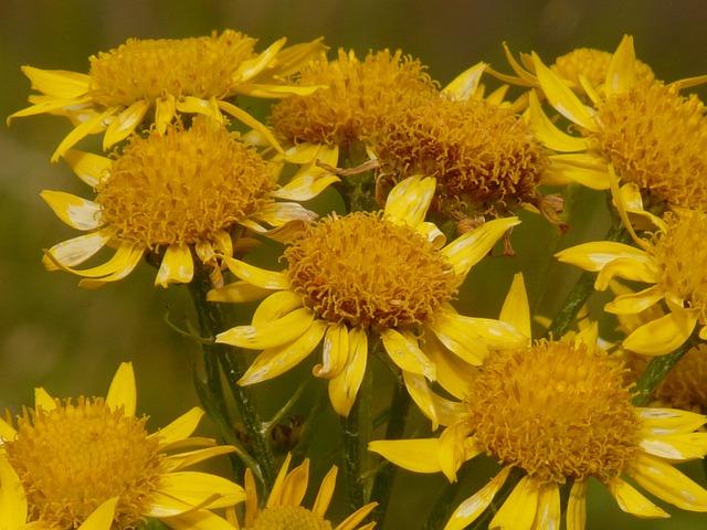 Posibles Interacciones de Arnica ‌Montana ‌30 CH con Otros‍ Medicamentos