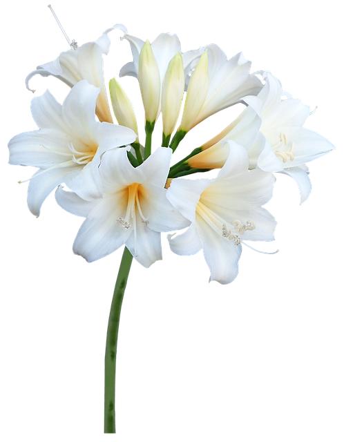 Posibles efectos secundarios de Belladona 9CH y cómo manejarlos