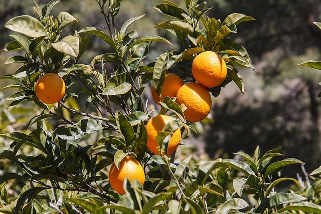 Beneficios y propiedades de la miel de encina