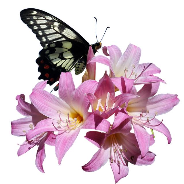 Beneficios de la Belladona 9CH en el tratamiento de malestares agudos