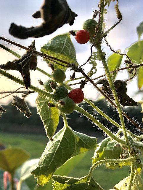 Posibles efectos secundarios del Bryonia 9CH