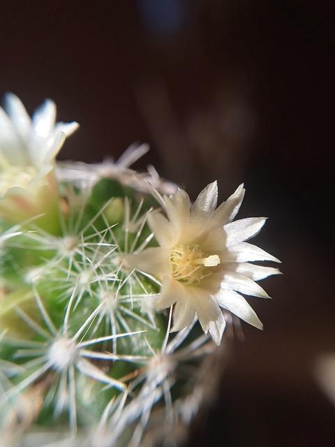 Beneficios del Estigma de Maíz en el Tratamiento de Problemas Urinarios