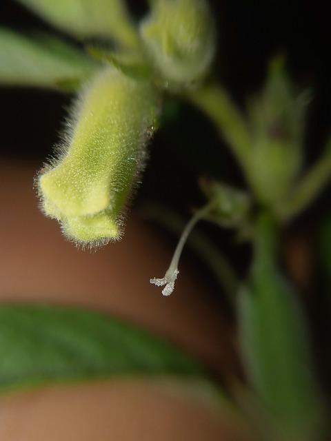 Estigma de Maíz como Remedio para la Salud Urinaria