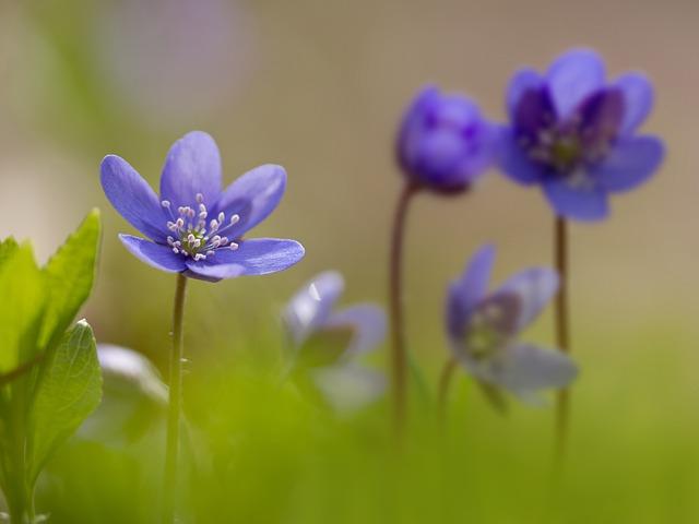 ¿Cómo afecta la salud hepática el uso prolongado de Ergyliver Complex?