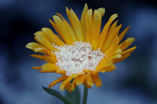 Propiedades del Arnica de Mercadona para mejorar la circulación sanguínea