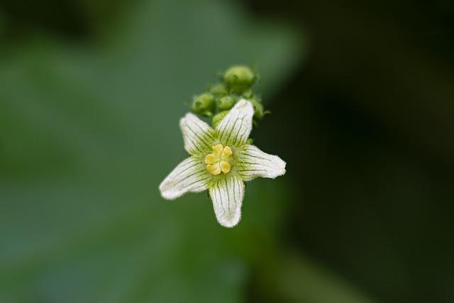 Beneficios del Bryonia 9CH para dolores y rigidez