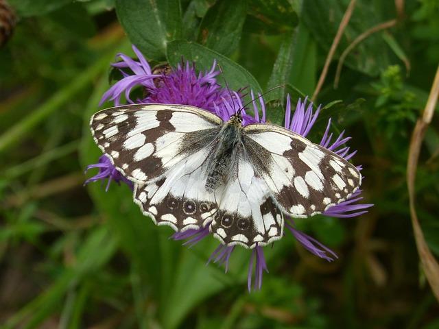 Beneficios de Lachesis Mutus 30ch para problemas circulatorios