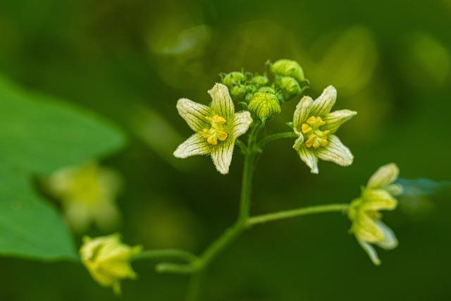 Cómo usar el Bryonia 9CH de manera efectiva