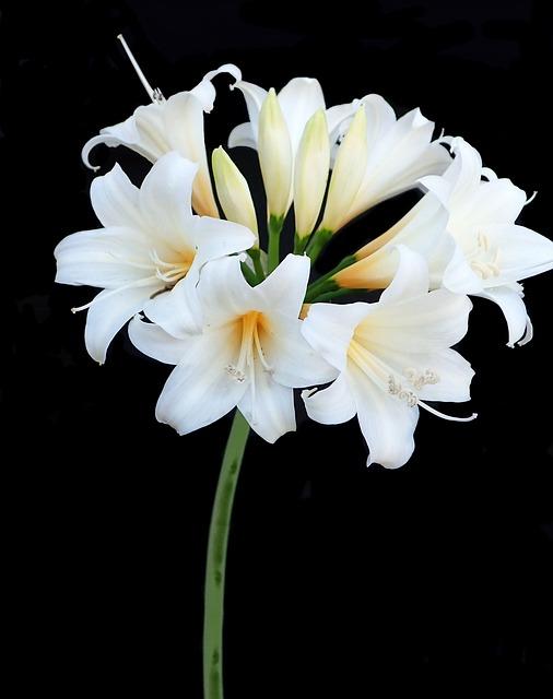 ¿Qué es Belladona 9CH y cómo funciona en el alivio homeopático?