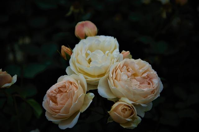 Inciensos de sándalo: Eleva tu espiritualidad y concentración 3 Cómo mejorar la concentración con la ayuda de inciensos de sándalo