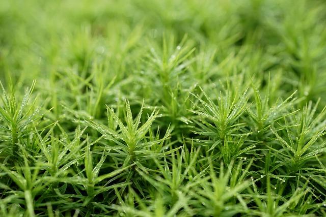 Recomendaciones antes de someterse a un tratamiento de radiofrecuencia capilar